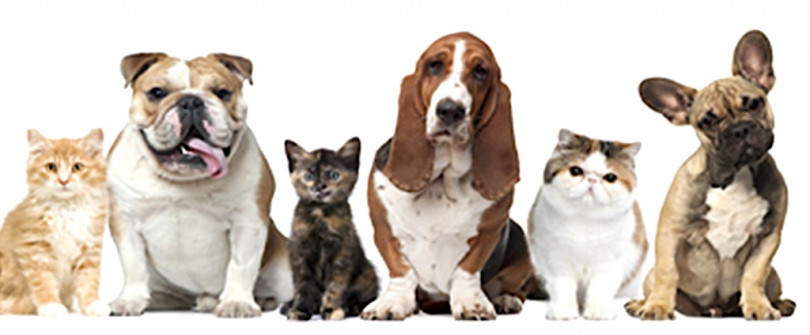 Una raccolta di alimenti per gli animali